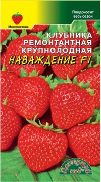 Земляника Наваждение