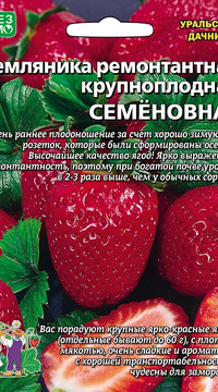 Земляника ремонтантная крупноплодная Семеновна