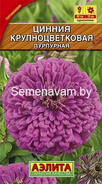 Цинния Крупноцветковая пурпурная