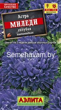 Астра Миледи голубая