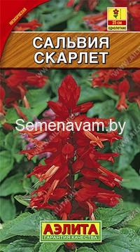 Сальвия сверкающая Скарлет