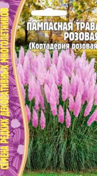 Пампасная трава (кортадерия) розовая