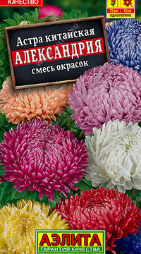 Астра Александрия, смесь окрасок
