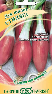 Лук Шалот Стиляга