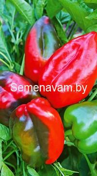 Перец сладкий Айсберг F1