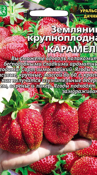 Земляника крупноплодная КАРАМЕЛЬ