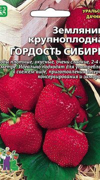 Земляника крупноплодная Гордость Сибири