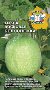 Тыква Восковая Белоснежка