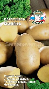 КАРТОФЕЛЬ МИЛЕНА