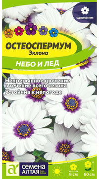 Остеоспермум Небо и Лед