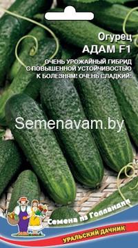 Огурец Адам F1