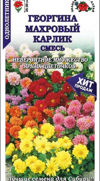 Георгина МАХРОВЫЙ КАРЛИК, смесь