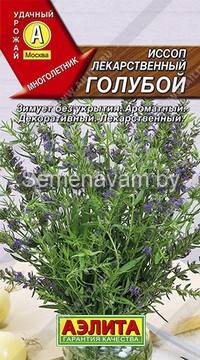 Иссоп лекарственный голубой