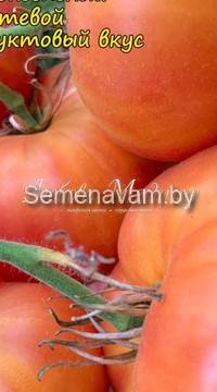 Томат Стен Лей (Стенли)