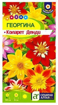 Георгина Коларет Денди смесь
