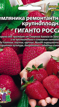 Земляника садовая крупноплодная Гиганто Росса