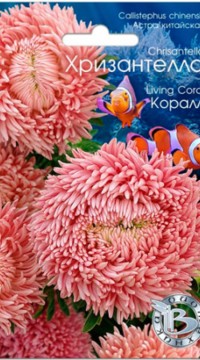 Астра китайская Хризантелла Коралл