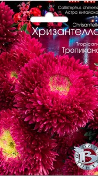 Астра китайская Хризантелла Тропикана
