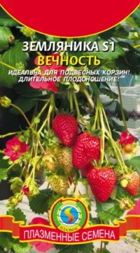 Земляника S1 ВЕЧНОСТЬ