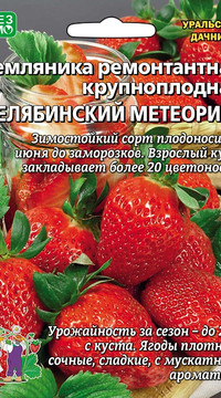 Земляника ремонтантная крупноплодная Челябинский Метеорит