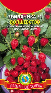 Земляника S1 ВОЛШЕБСТВО