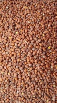 Редька масличная 0.5 кг.