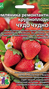 Земляника ремонтантная крупноплодная ЧУДО ЧУДНОЕ
