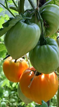Томат Оранжевая Клубника