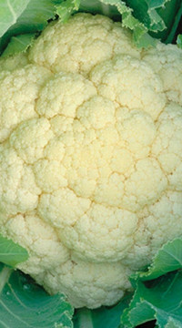 Капуста цветная КОНСТАНТА F1(россыпь)