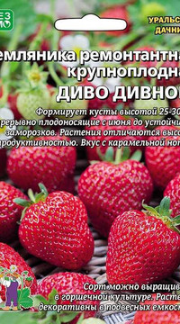 Земляника ремонтантная крупноплодная ДИВО ДИВНОЕ