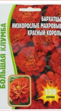 Бархатцы низкорослые махровые Красный король