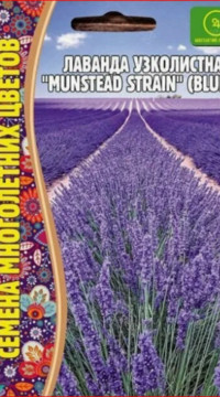 Лаванда узколистная Munstead strain blue