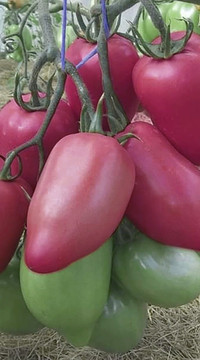 Томат Pink Horn F1