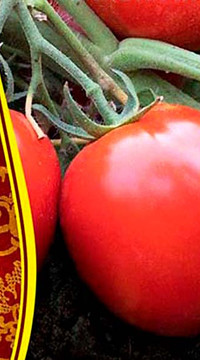 Томат Минусинская Сливка Низкая