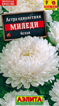 Астра Миледи белая