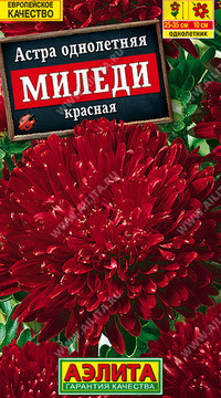 Астра Миледи красная