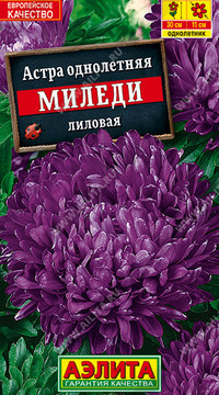 Астра Миледи лиловая
