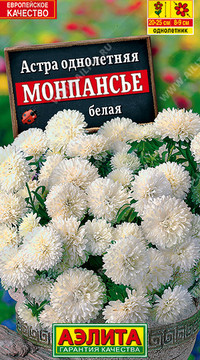 Астра Монпансье белая