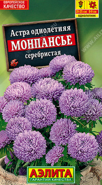 Астра Монпансье серебристая