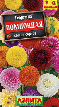 Георгина помпонная, смесь сортов