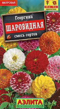Георгина Шаровидная, смесь сортов