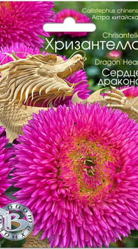 Астра Хризантелла Сердце Дракона