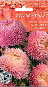 Астра Хризантелла Фламинго на закате