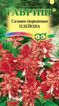 Сальвия Плейона