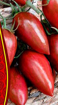 ТОМАТ ФИОЛЕТОВАЯ ГОРДОСТЬ ВЕССЕЛЯ