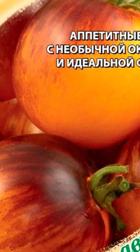 Томат Двойная жизнь колобка