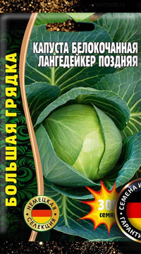 Капуста белокочанная Лангедейкер поздняя