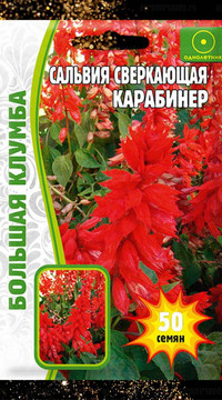 Сальвия сверкающая Карабинер