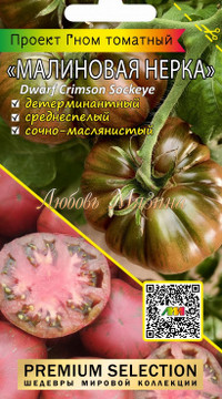 Томат Гном Малиновая нерка