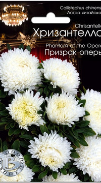 Астра китайская Хризантелла Призрак оперы
